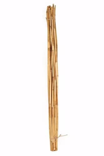 River Cane Nat 3.5' (25stm)