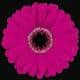 Germini ollie (pink black)