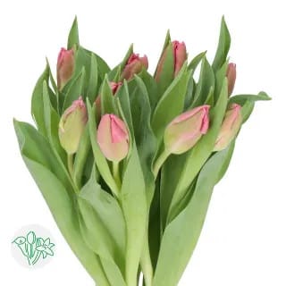 Tulip Parrot Marvel  holl xtra