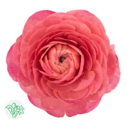 Ranunculus Clonni Fragalino Co
