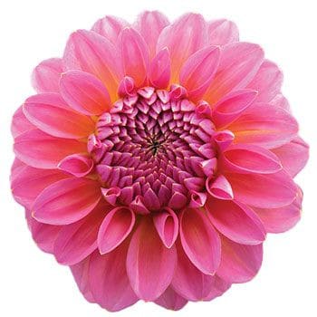 Dahlia Pink cramer
