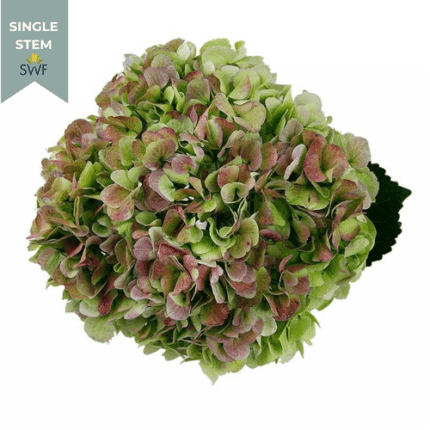 Hydrangea Antique Purple fresc