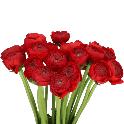 5fede242-3f25-45b4-bf0f-2f7f752cae18.png Ranunculus Tango holl - Image 1