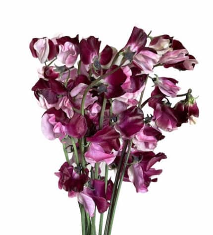 SweetPea Raspberry holex
