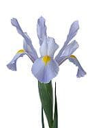 Iris LtBlue s.v.