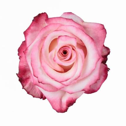 Rose Burlesque 60cm rprima