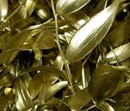 ITALIAN RUSCUS (GOLD) italy