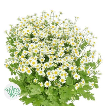 Tanacetum Vegmo holl
