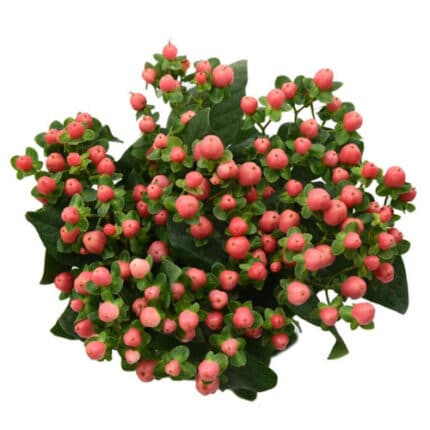 Hypericum Coco Pink holl