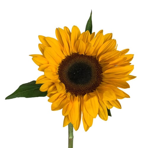60453093-7fb1-47ed-9ae6-eee2d2df9673.jpg Sunflowers Yellow fl union - Image 1