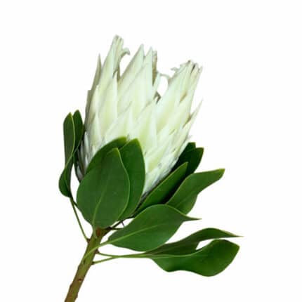 Protea Arctic Ice King holl(ST