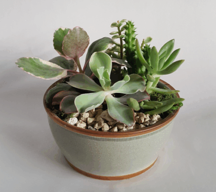 6" POTTED SUCCELENT GDN.