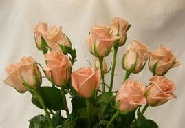 PRETTY WOMAN rose 60 florisol