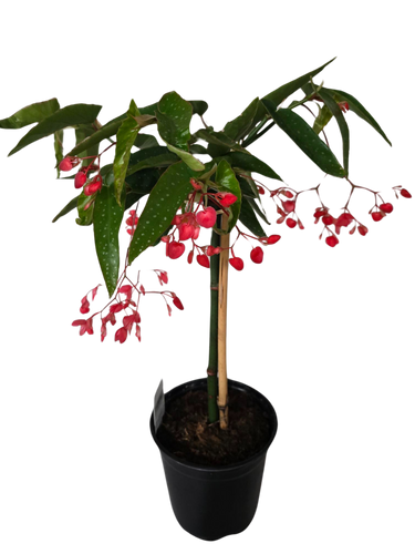 6" Begonia Tamaya Topiary