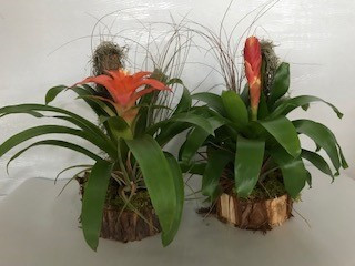 6.5" Bromeliad Garden