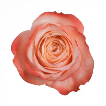 Rose Kahala 80cm rprima