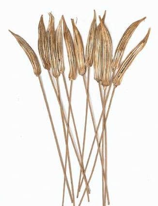 OKRA Pod/Stem Natural 12pcs/bu