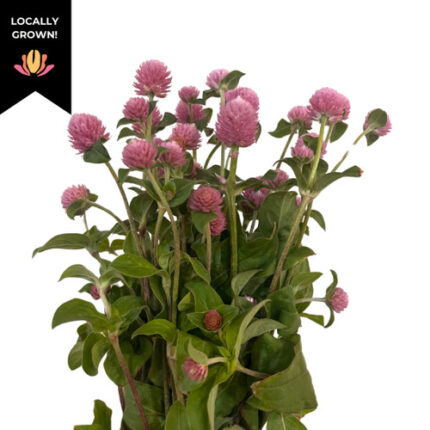 Gomphrena Pink local - GOMP PINK