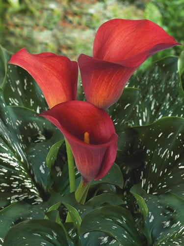 CALLA ARANAL (RED)sande
