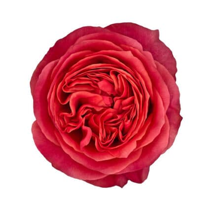 Rose Dk Expression 40cm rprima