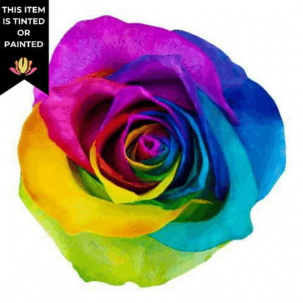 Rose Rainbow 60cm florecal