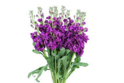 Stock Reddish Purple bella