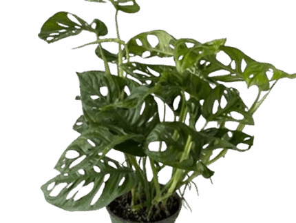 6" Swiss Cheese Plant