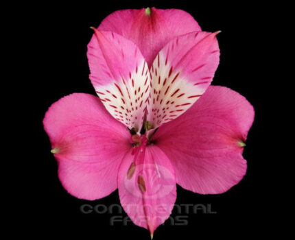 Alstro Intenz pink florisol supsel
