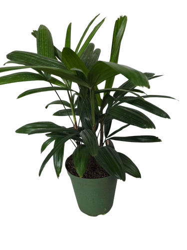 6" Raphis Palm