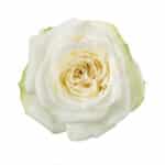 Rose Garden Candlelight florec