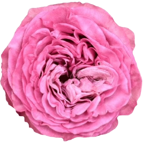 60a58318-4c0a-45ea-a6f7-01f3a8ca1ea7.png Rose Gdn QueensCrown 25st Nara - Image 1
