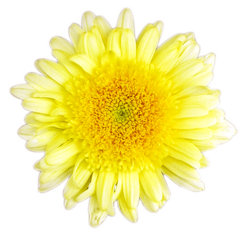 60a78590-f413-4386-93df-51f1be4a225d.png Mum Cremon Yellow gdns - Image 1