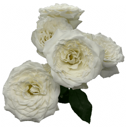 RoseSpray Florana naranjo