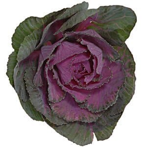 Kale Purple Allure(5st)