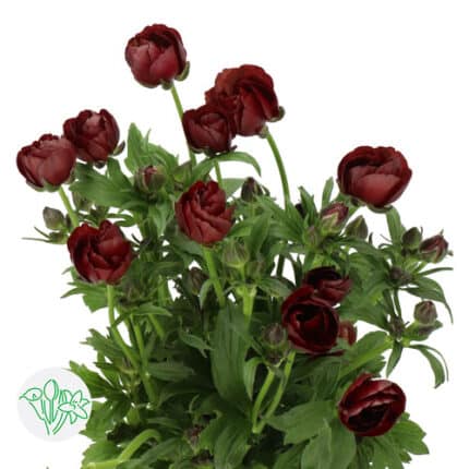 Ranunculus Butterfly Magical Ciocolato