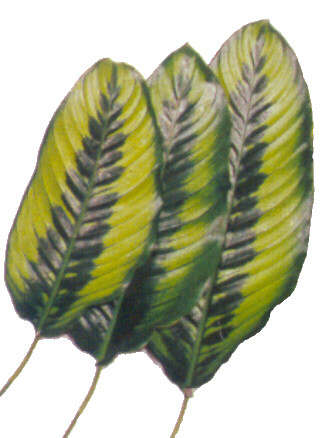 Concinna evergreen
