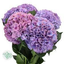 Hydrangea Glowing Alps Purple