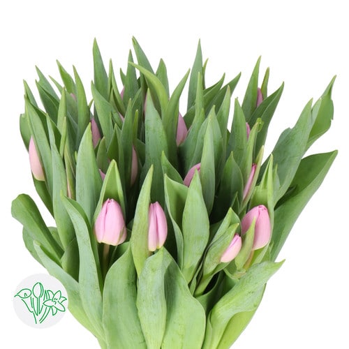 60cf1882-453f-4c12-a528-8b07fc219687.jpg Tulip Lavender holl - Image 1