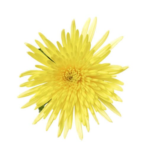 60d68eba-f671-49f1-8d97-126512f630ed.jpg Mum Delistar Yellow galleria - Image 1