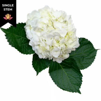 Hydrangea White bella sel (st)