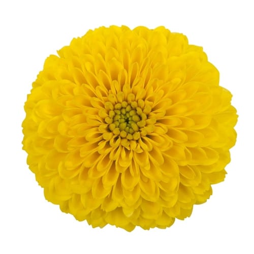 60f06861-8ab8-43db-8a5f-1f89d50c34c3.jpg Mum Disbud Button Bombon Yello - Image 1