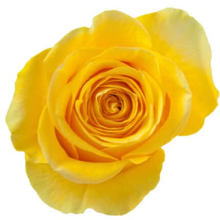 Rose Brighton 40cm naranjo