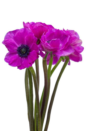 Anemone Fushia flowerboard