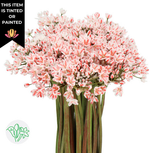 611c3df7-e61e-4dc5-bc4e-1d0b7eeabf98.png Allium Spray Dyed Pale Pink ho - Image 1