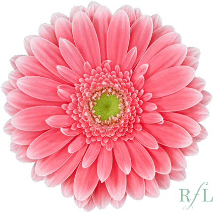 Gerber PopArt Pink RF