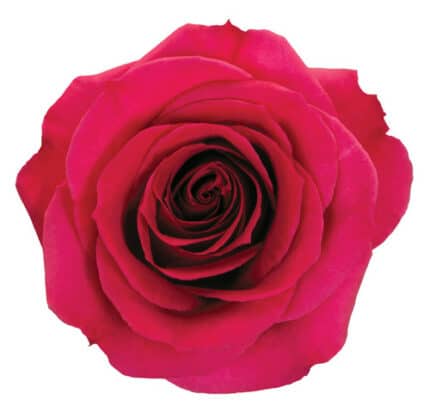 Rose Queensberry 50cm florecal