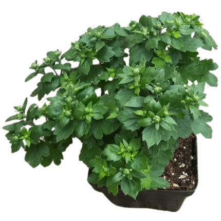 4"BLOOMING HARDY MUM