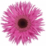 Germin Spider Lavender 20st ho