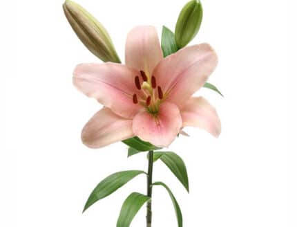 Lily La Pink holl - L LA PINK HOLL