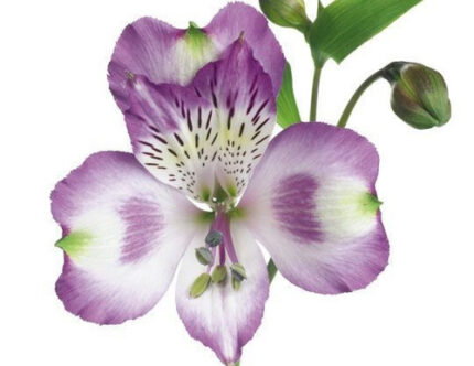 Alstro. Hawaii Dream gdn sel